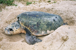 Images Dated 3rd July 2007: Loggerhead Turtle - laying eggs