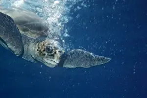 Diving Prints: Loggerhead Turtle - Loggerhead turtle surrounded by her own bubbles diving after taking a breath of air