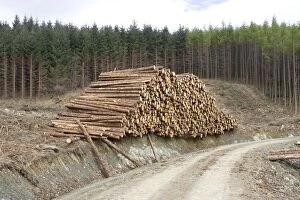 Images Dated 4th May 2005: Logging and forestry operations - Logs stacked ready for transportation Argyll Forest, Scotland