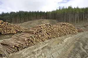 Stacked Prints: Logging and forestry operations - Pine logs stacked ready for transportation Argyll Forest