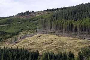 Images Dated 25th August 2010: Logging on hillside