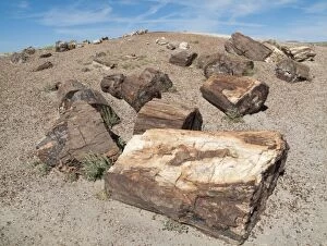 Logs of Petrified Wood at the Crystal Forest