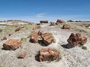 Logs of Petrified Wood - Long Logs Trail at the