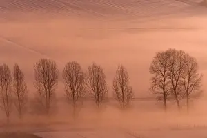 Sunsets And Sunrise Prints: Lombardy Poplar - early morning glow over snow covered fields