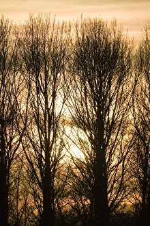 Images Dated 12th January 2008: Lombardy Poplar Trees with sunset behind. Norfolk - UK