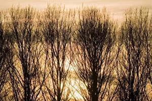 Images Dated 12th January 2008: Lombardy Poplar Trees with sunset behind. Norfolk - UK