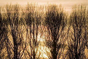 Images Dated 12th January 2008: Lombardy Poplar Trees with sunset behind. Norfolk - UK