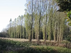 Images Dated 4th November 2006: Lombardy Poplars