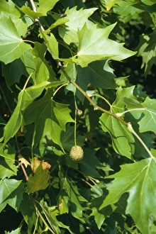 Images Dated 14th November 2006: London Plane formerly known as: Platanus acerifolia