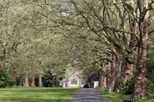 London Plane Tree - allee in cemetery