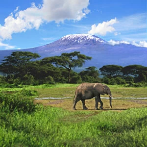 Amboseli Gallery: A lone African elephant (Loxodonta africana)
