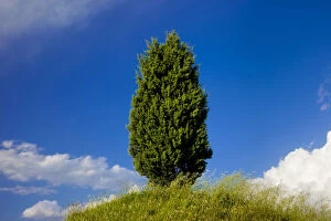 Images Dated 21st January 2013: Lone cypress tree on hillside near San Quirico