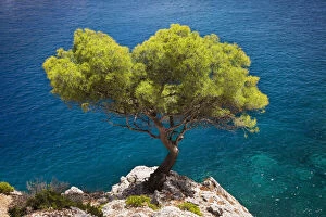 Solitary Gallery: Lone pine tree growing out of solid rock