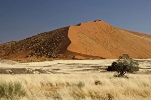 Behind Gallery: Lone tree - in desert with dunes behind