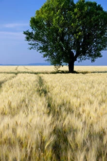 Solitary Gallery: Lone tree in field of barley near Valensole