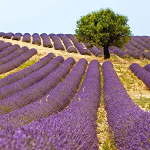 Aromatic Gallery: Lone tree in fields of lavender near Valensole