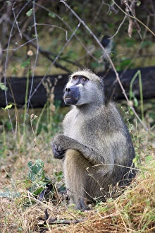 Botswana Gallery: Lonely Baboon waiting for the family to
