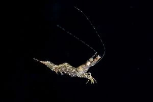 Images Dated 3rd November 2014: Long Arm Prawn in water column on night dive TK1