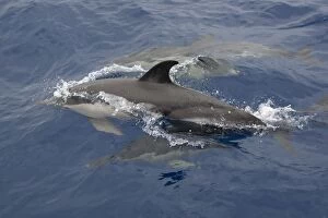 Images Dated 9th July 2012: Long-beaked Common Dolphin