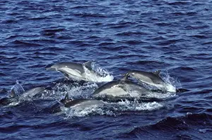 Mexcio Prints: Long-beaked common dolphin Gulf of California (Sea of Cortez), Mexico