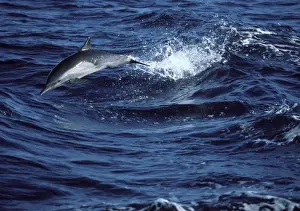 Long-beaked common dolphin Gulf of California (Sea of Cortez), Mexico
