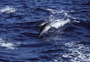 Long-beaked common dolphin Gulf of California (Sea of Cortez), Mexico