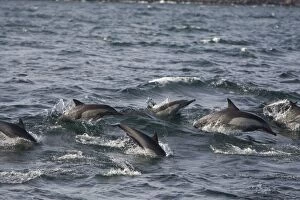Images Dated 18th February 2009: Long-beaked Common Dolphins - Baja California - Mexico