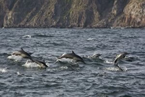 Images Dated 18th February 2009: Long-beaked Common Dolphins - Baja California - Mexico