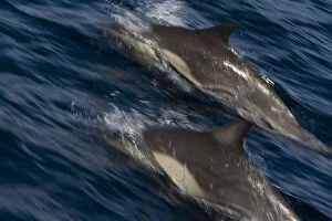 Images Dated 15th February 2009: Long-beaked Common Dolphins - Baja California - Mexico