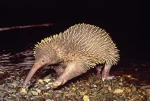 Monotreme Prints: Long-beaked Echidna