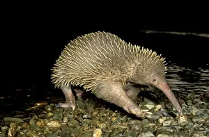 Long-beaked Echidna Crossing a Rocky Stream Print. Art Prints