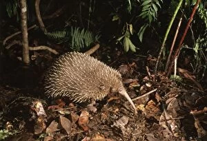Images Dated 22nd November 2004: Long-beaked Echidna New Guinea Highland Forest