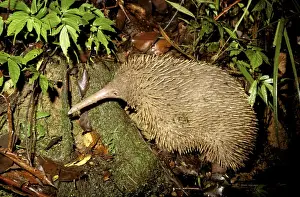 Monotreme Prints: Long-beaked Echidna - Searching for worms - Papua New Guinea JPF27525