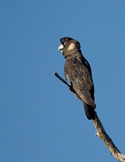 Images Dated 26th September 2006: Long-billed Black Cockatoo / Baudin's / White-tailed Cockatoo - Perched on branch
