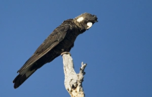 Images Dated 26th September 2006: Long-billed Black Cockatoo / Baudin's / White-tailed Cockatoo - Perched on branch