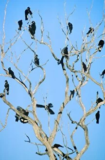 Long-billed Black Cockatoo - Flock perched in bare-branched tree