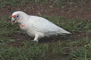 Corella Prints: Long-billed Corella Roadside near Palmerston