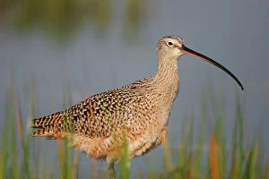Waders Collection: Long-billed Curlew