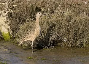 Long-billed Curlew - feeding in saltmarsh and mudflats