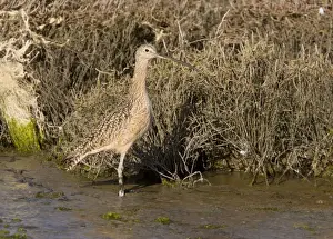 Mudflat Prints: Long-billed Curlew - feeding in saltmarsh and mudflats - California - United States