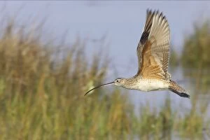 Images Dated 16th March 2006: Long Billed Curlew - in flight. Fort de Soto, florida, USA BI001859