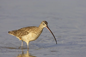 Images Dated 16th March 2006: Long Billed Curlew. Fort de Soto, florida, USA BI001851