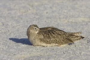 Images Dated 16th March 2006: Long Billed Curlew. Fort de Soto, florida, USA BI001858