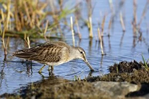 Images Dated 27th August 2008: Long-billed Dowitcher