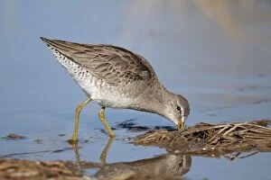 Images Dated 12th January 2011: Long-billed Dowitcher