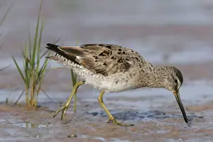 Long-billed Dowitcher
