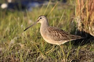 Images Dated 27th August 2008: Long-billed Dowitcher - feeding on migration