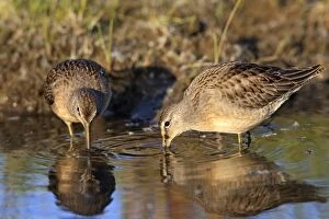 Images Dated 27th August 2008: Long-billed Dowitcher - feeding on migration