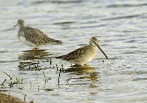 Long-billed Dowitcher - feeding vagrant - Cornwall - UK - October