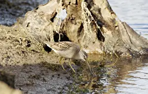 Dowitcher Prints: Long-billed Dowitcher - feeding vagrant - Cornwall - UK - October